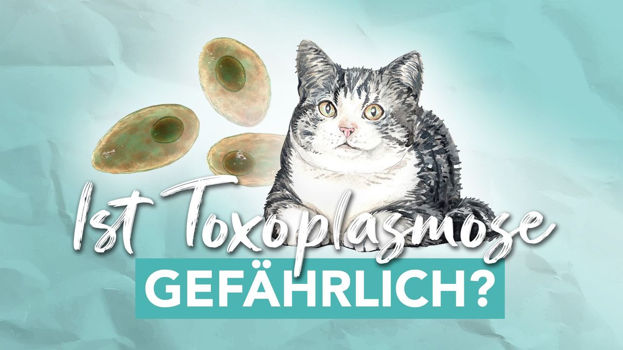 medium_Toxoplasmose_Gefaehrlich_fcfbf561c2.jpg
