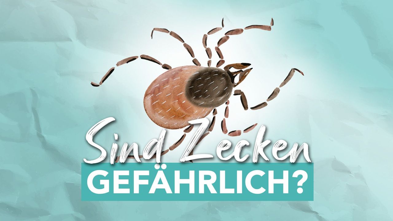 medium_Zecken_gefaehrlich_3b6330d306.jpg
